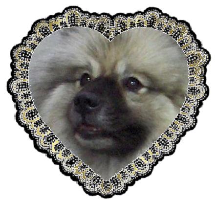 Le Keeshond Dor